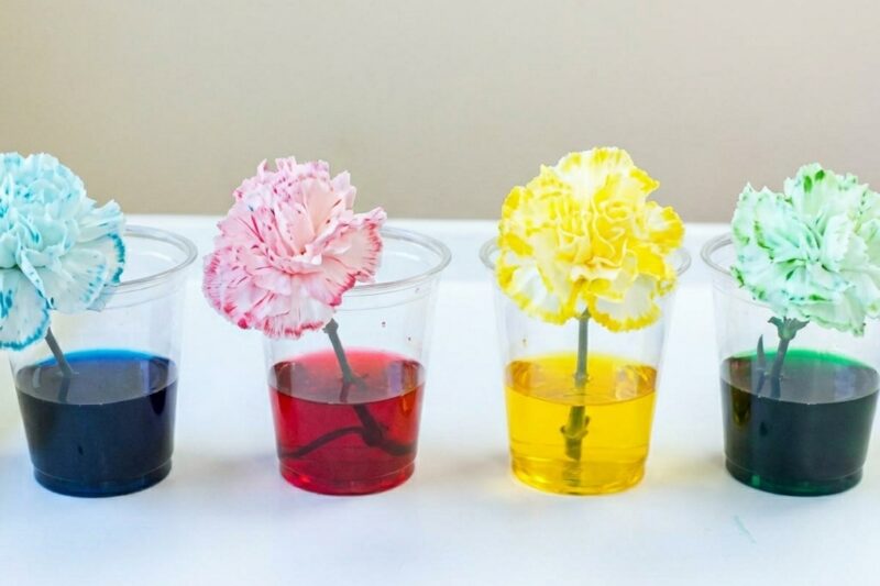 A Scientific Experiment to Change the Color of Flowers: 10 Fun STEM Activities