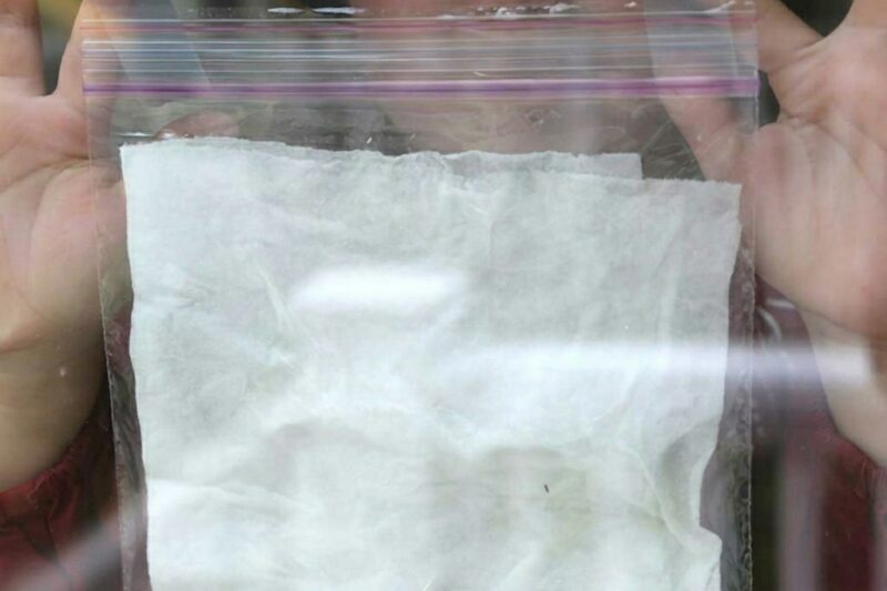 Experiment of sprouting beans inside a transparent bag